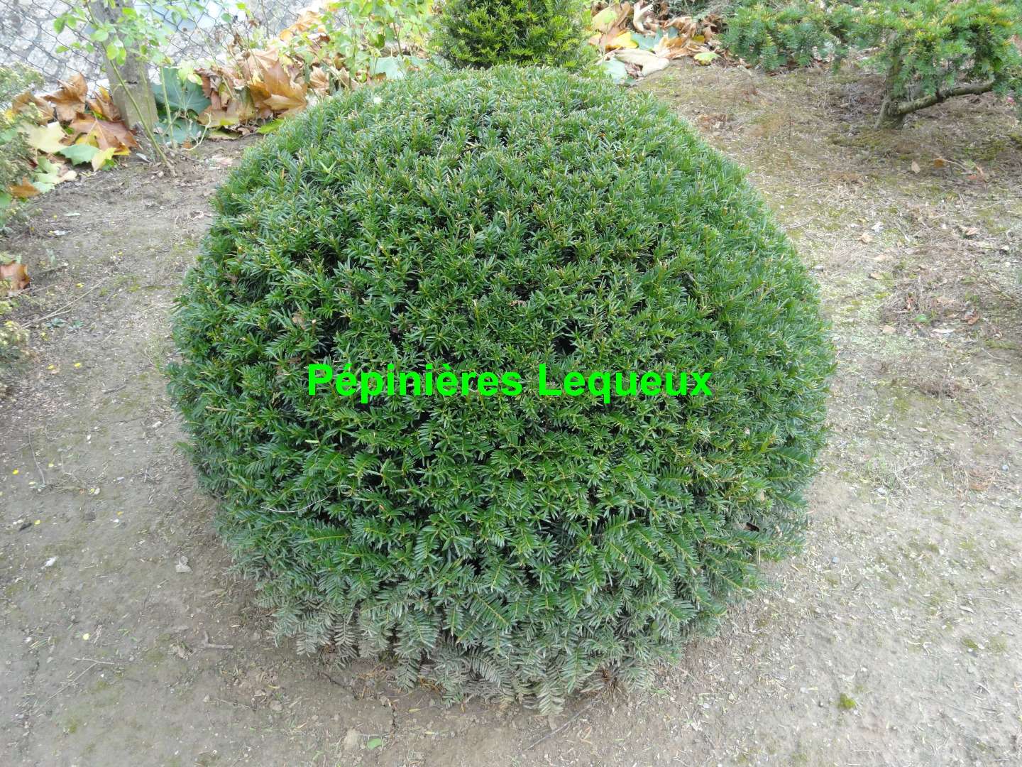 TAXUS BOULE